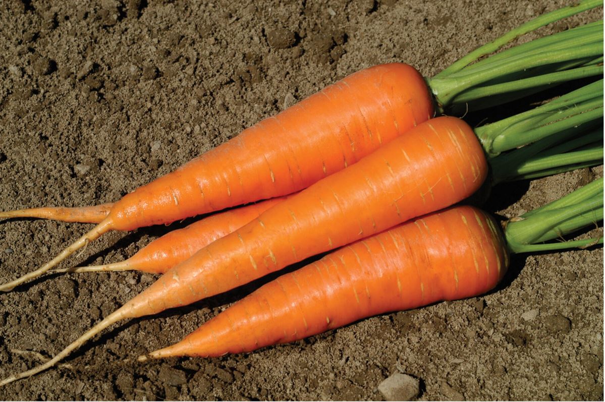 Hercules – Carrot Seed